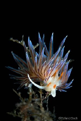Cratena peregrina by Roland Bach 